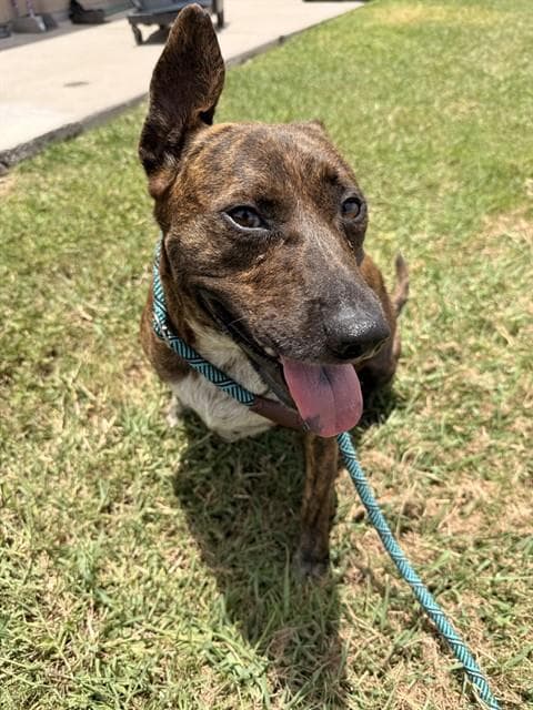 Flox - Australian Cattle Dog/Blue Heeler