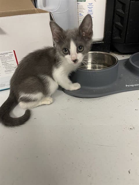 Riley - Domestic Short Hair