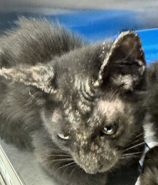 Habanero - Domestic Short Hair