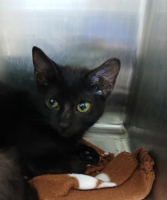 Habanero - Domestic Short Hair