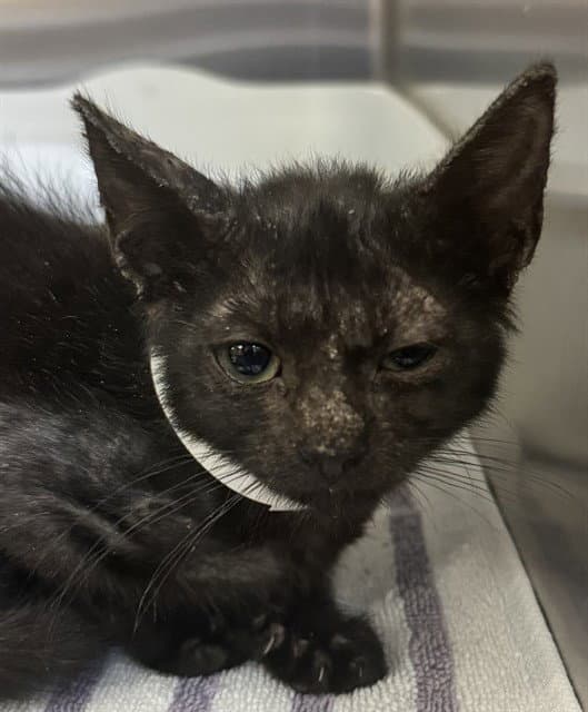 Tabasco - Domestic Short Hair