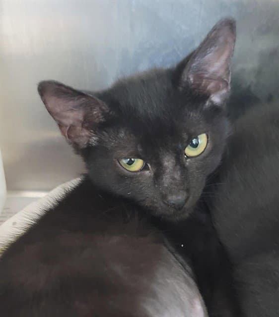Tabasco - Domestic Short Hair