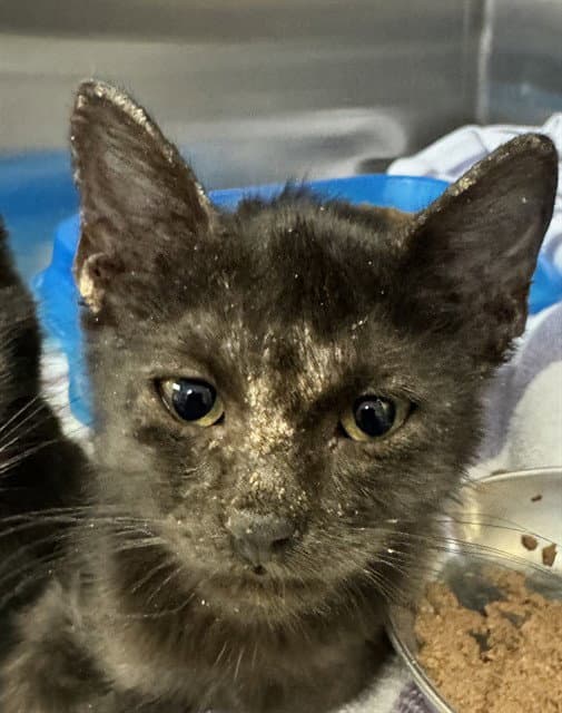 Serrano - Domestic Short Hair