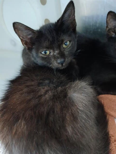 Serrano - Domestic Short Hair