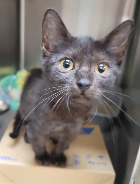 Serrano - Domestic Short Hair