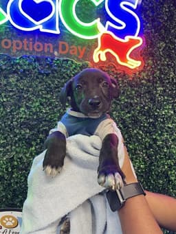 Milo image 1