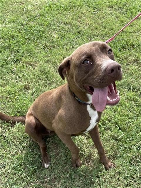 Grant - American Pit Bull Terrier