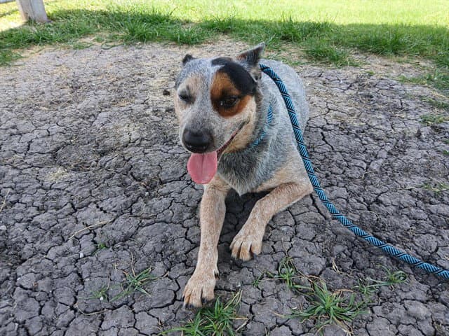 Texas - Australian Cattle Dog/Blue Heeler