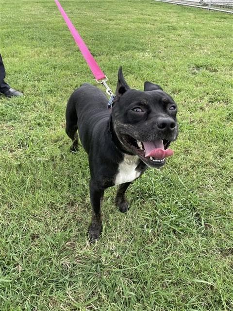 Roger - American Staffordshire Terrier