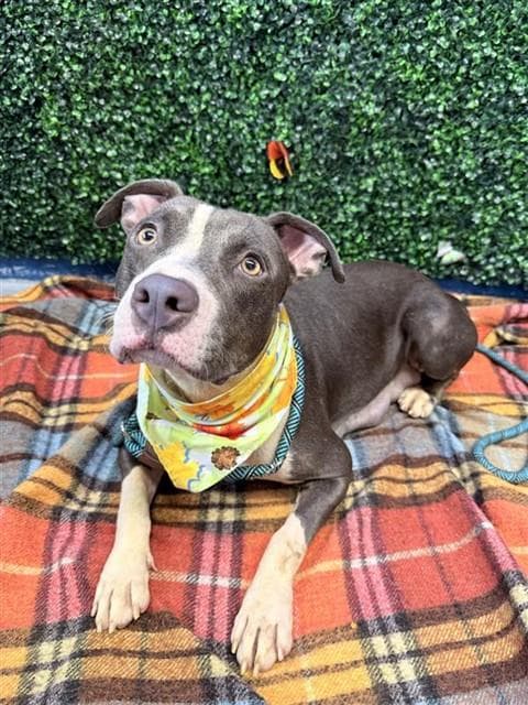Tulip - American Pit Bull Terrier