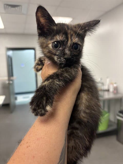 Mosaic - Domestic Short Hair