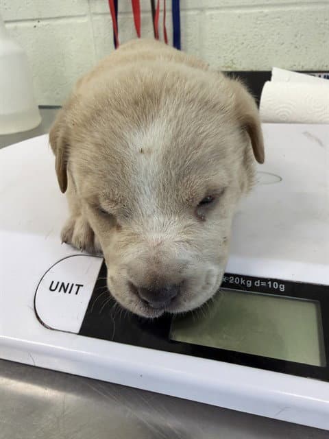 Cardinal - Labrador Retriever