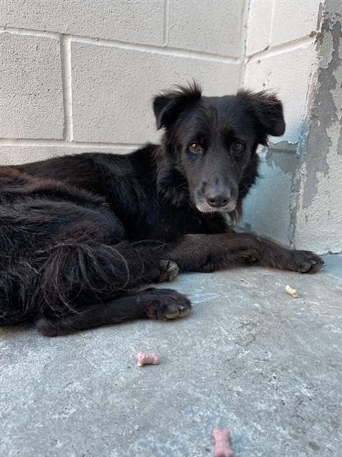 Dinozzo - Border Collie