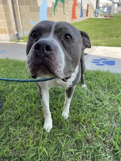 Apollo - American Pit Bull Terrier