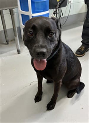 Harley - Labrador Retriever