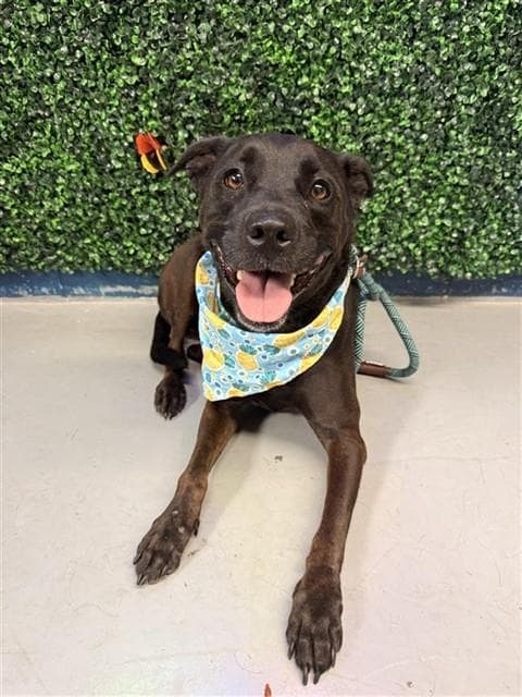 Harley - Labrador Retriever