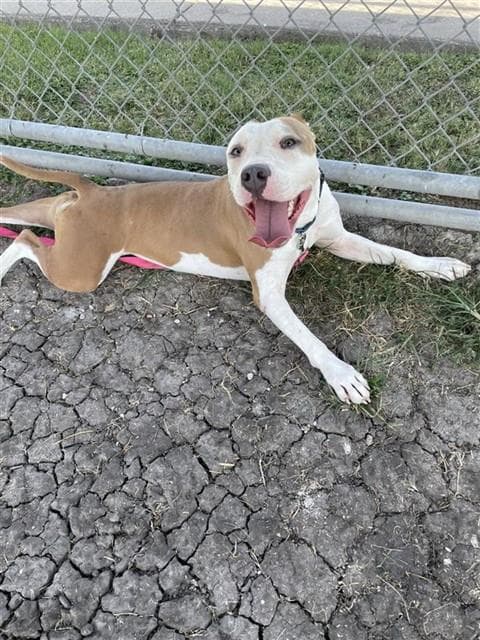 Crazy Girl Firecracker - American Staffordshire Terrier
