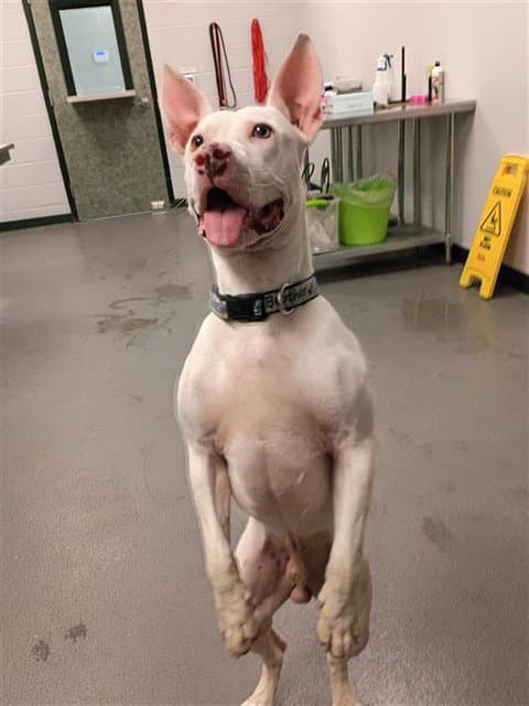 Haymitch - American Pit Bull Terrier