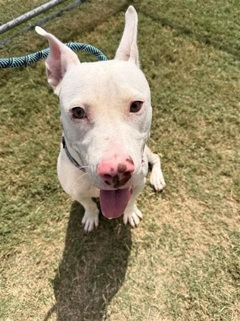 Haymitch - American Pit Bull Terrier