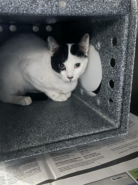 Justinj - Domestic Short Hair