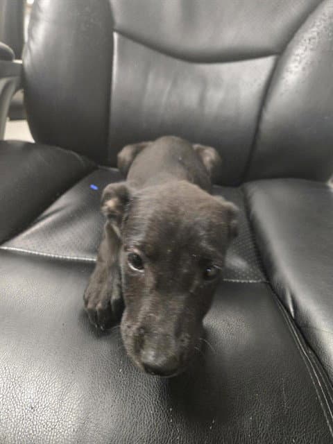 Shuri - Labrador Retriever