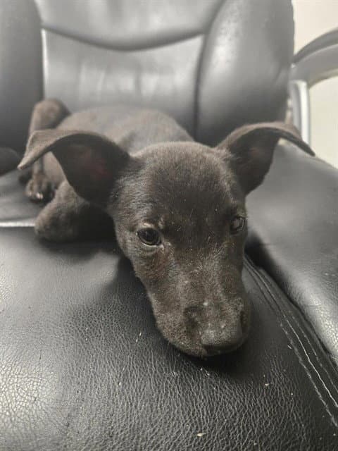 Nubia - Labrador Retriever