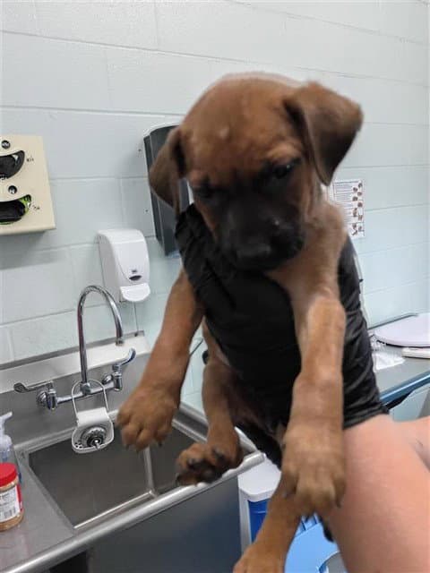 Skittles - German Shepherd Dog