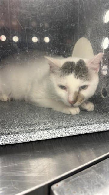 Domino - Domestic Medium Hair