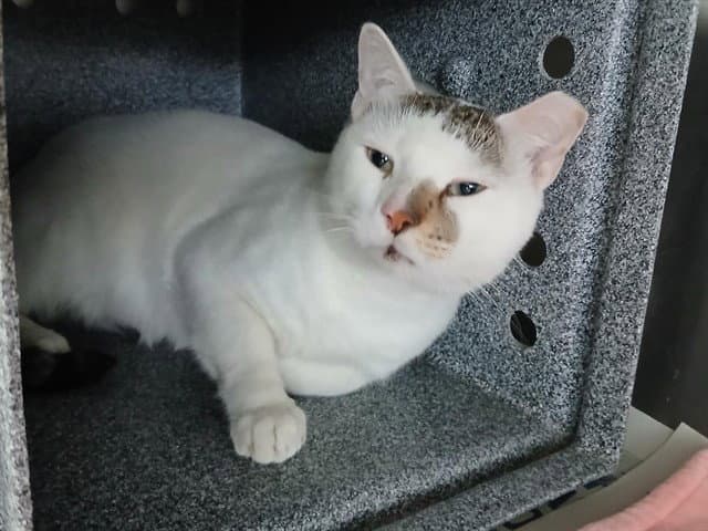 Domino - Domestic Medium Hair