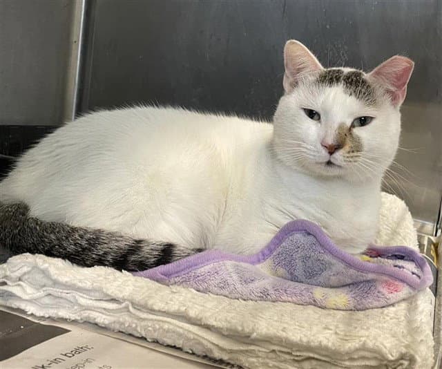 Domino - Domestic Medium Hair