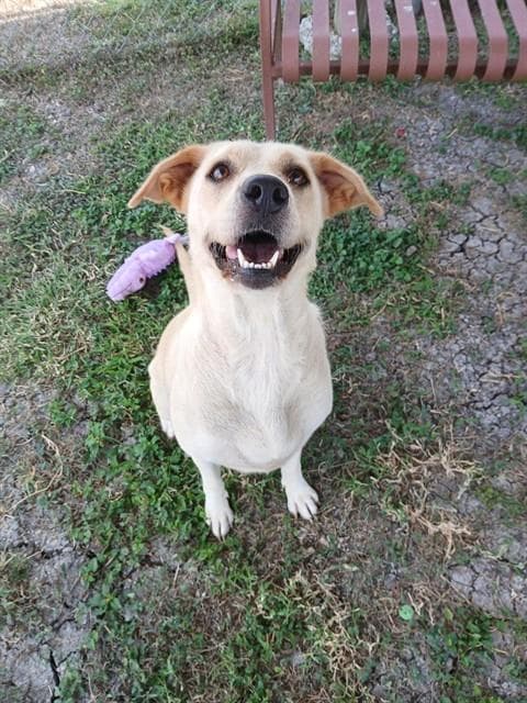Calle - Labrador Retriever