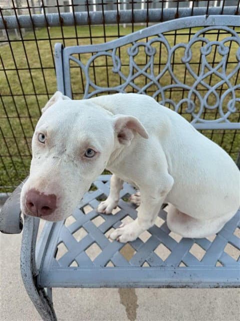 Alexa - American Pit Bull Terrier