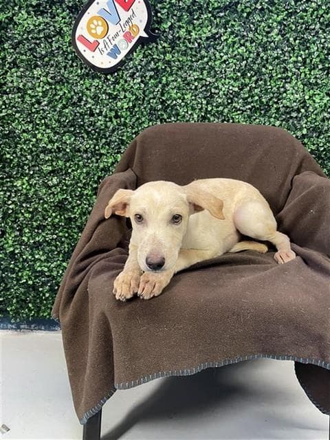 Mini Wheat - Labrador Retriever