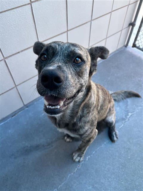 Tyrese - Dutch Shepherd
