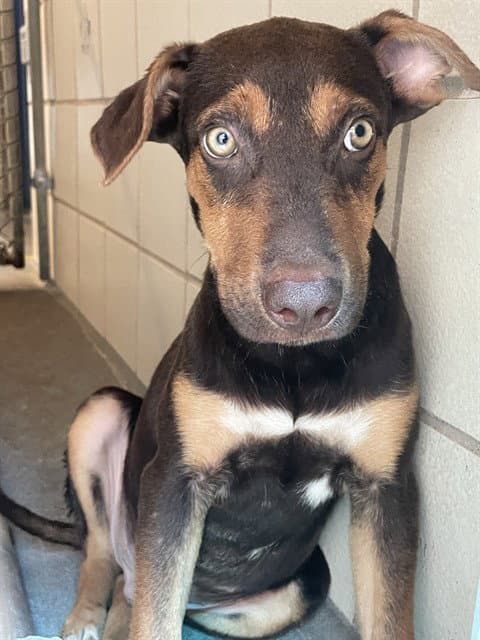 Joker - Labrador Retriever