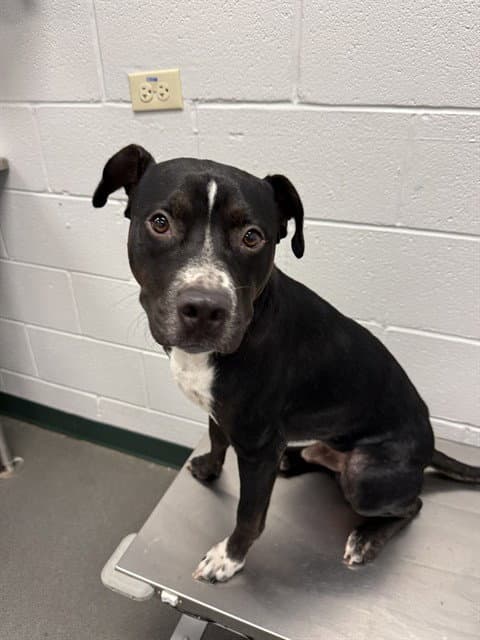 Powers - American Pit Bull Terrier