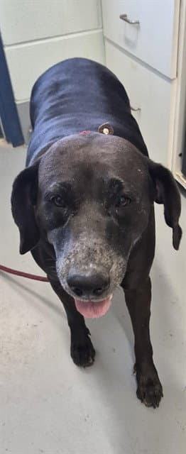 Girly - German Shorthaired Pointer