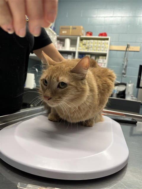 Birdie - Domestic Medium Hair