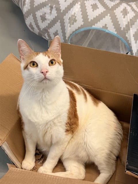 Finn - Domestic Short Hair