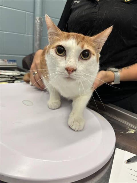 Tommy - Domestic Short Hair
