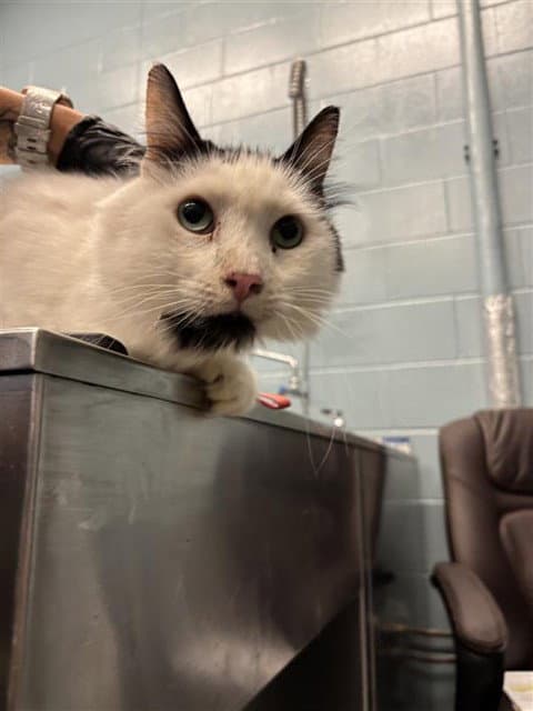 Warfie - Domestic Medium Hair