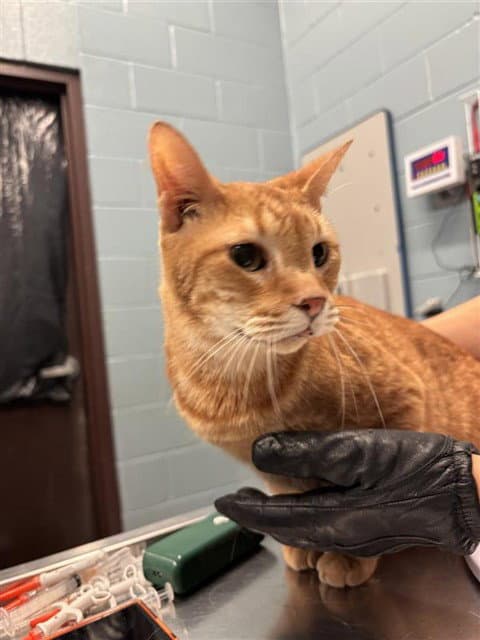Pumpkin - Domestic Short Hair