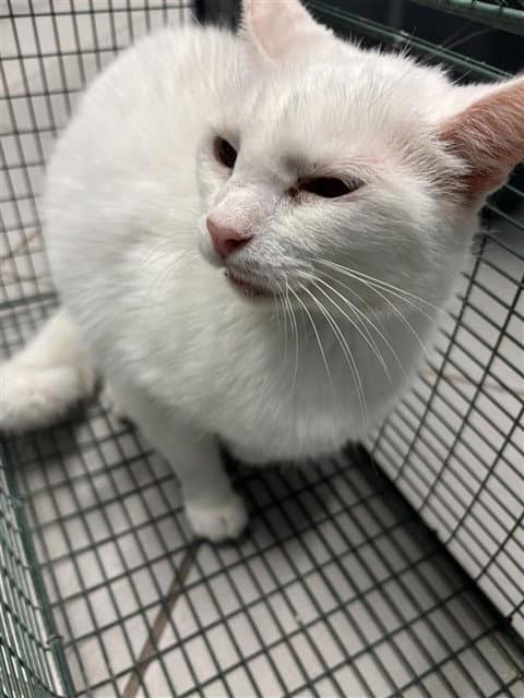 Snowflake - Domestic Medium Hair