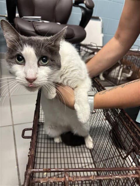 Frankie - Domestic Short Hair