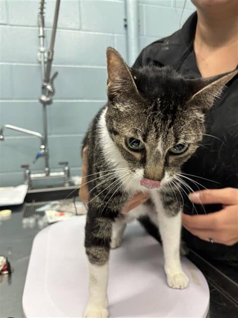 Penelope - Domestic Short Hair