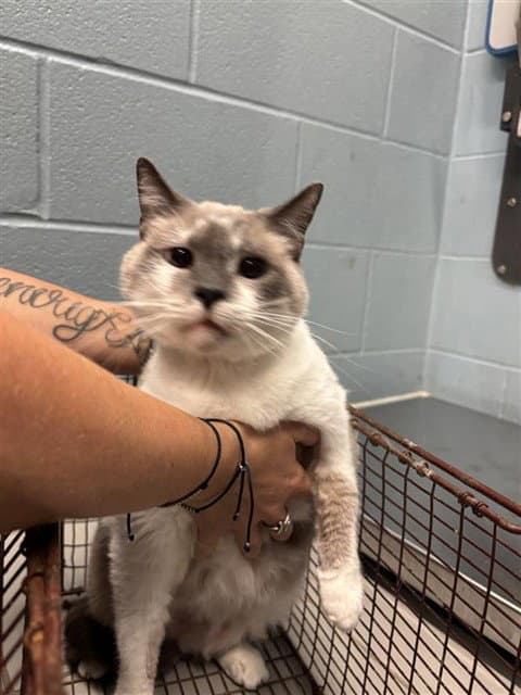 Petal - Siamese