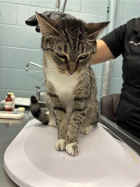 Sissy - Domestic Short Hair
