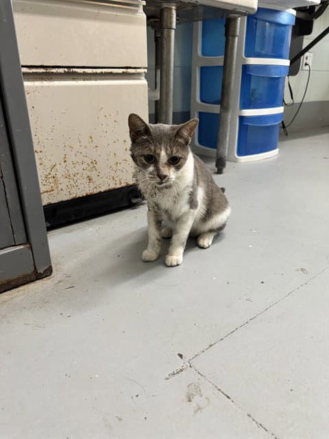 Nimbus - Domestic Short Hair