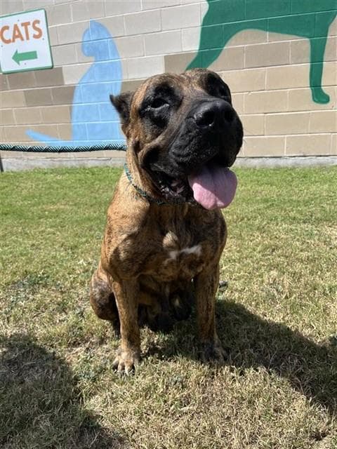 Marble - Cane Corso Mastiff