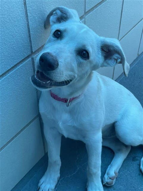 Luna - Labrador Retriever